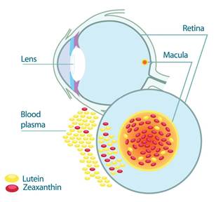 EYE EXAM